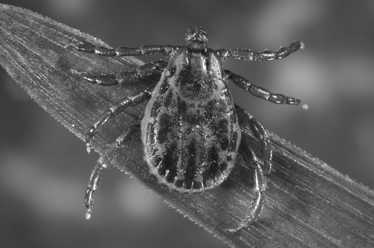 Tick Season in Minnesota